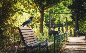 W 2025 r. w Warszawie postawiono 400 ławek warszawskich