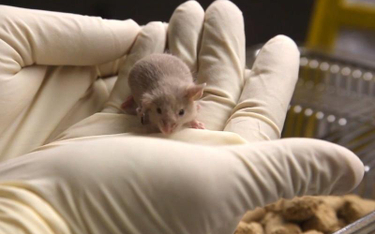 Czy dzięki myszom uda się opracować terapię łagodzącą jąkanie się?