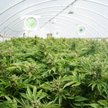 Labocanna pozyskała z emisji 9,5 mln zł