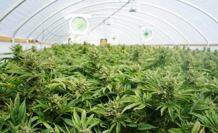 Labocanna pozyskała z emisji 9,5 mln zł