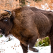 Groźna choroba zabija bieszczadzkie żubry