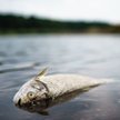 Wkrótce wyniki niemieckich badań Odry. „Przyczyn śnięcia ryb jest więcej niż jedna”