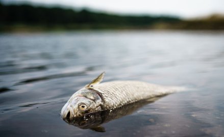 Wkrótce wyniki niemieckich badań Odry. „Przyczyn śnięcia ryb jest więcej niż jedna”