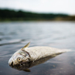 Wkrótce wyniki niemieckich badań Odry. „Przyczyn śnięcia ryb jest więcej niż jedna”
