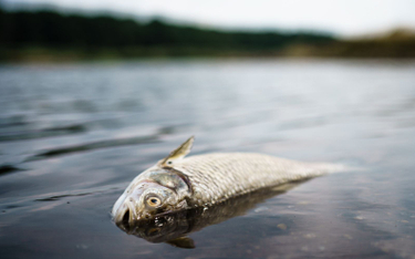 Wkrótce wyniki niemieckich badań Odry. „Przyczyn śnięcia ryb jest więcej niż jedna”