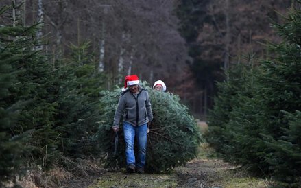 Sprzedaż drzewek bożonarodzeniowych na plantacji w bawarskim mieście Tuerkenfeld