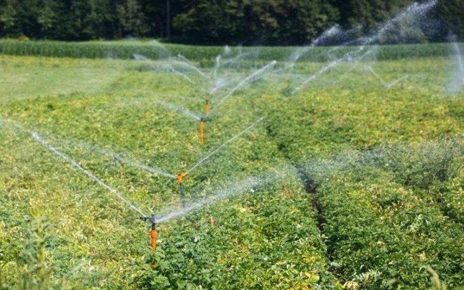 Nawadnianie bardzo przydaje się w uprawach warzyw korzeniowych, pietruszki, ziemniaków, na plantacja