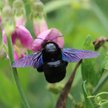 Zadrzechnia fioletowa (Xylocopa violacea)