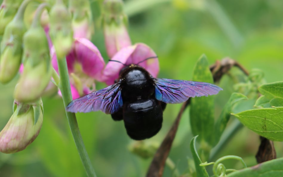 Zadrzechnia fioletowa (Xylocopa violacea)