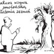 Komentarz rysunkowy. Brzoza smoleńska