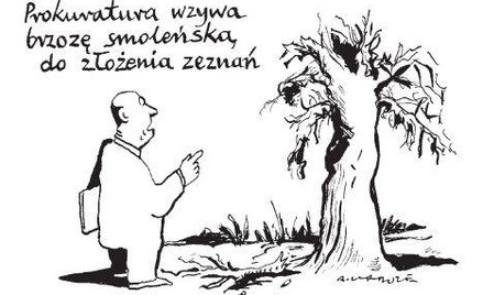 Komentarz rysunkowy. Brzoza smoleńska