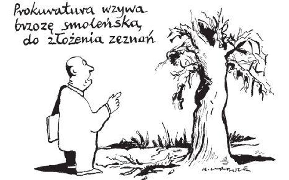 Komentarz rysunkowy. Brzoza smoleńska