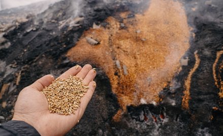 Sondaż. Trzeba chronić polski rynek przed tanim ukraińskim zbożem