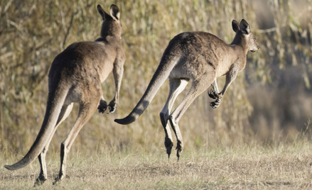 Australia: Prosimy nie karmić kangurów na terenie szpitala