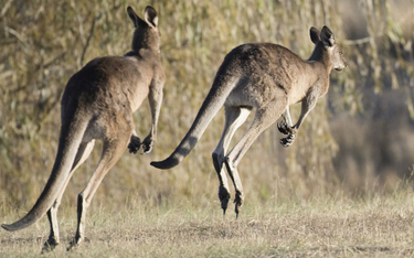 Australia: Prosimy nie karmić kangurów na terenie szpitala