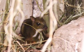 Myszojelenia można zobaczyć w Ptaszarni warszawskiego zoo