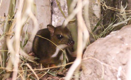 Myszojelenia można zobaczyć w Ptaszarni warszawskiego zoo