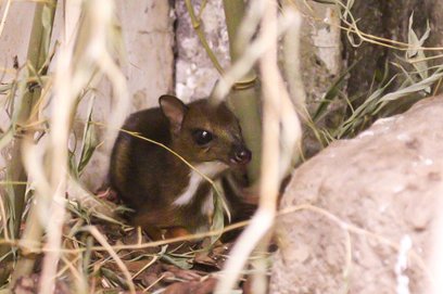 Myszojelenia można zobaczyć w Ptaszarni warszawskiego zoo