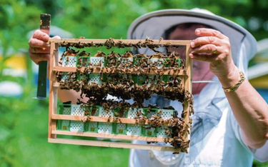 Ochrona pszczół i owadów zapylających jest jednym z priorytetów unijnej strategii bioróżnorodności