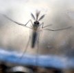 Wirusa przenoszą komary, które nie występują w naszej strefie klimatycznej