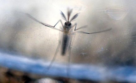 Wirusa przenoszą komary, które nie występują w naszej strefie klimatycznej