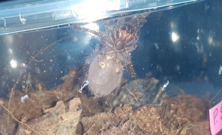 W lesie w Mosinie porzucono pojemniki z ptasznikami. Sprawą zajmuje się policja.