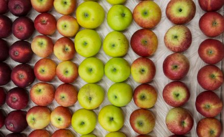 Australia: Najpierw igły w truskawkach, teraz w jabłku