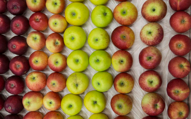 Australia: Najpierw igły w truskawkach, teraz w jabłku