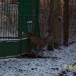 Leśnicy ratują zwierzęta z opresji