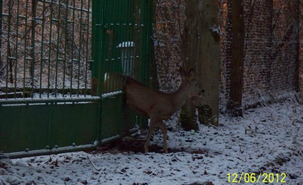 Leśnicy ratują zwierzęta z opresji
