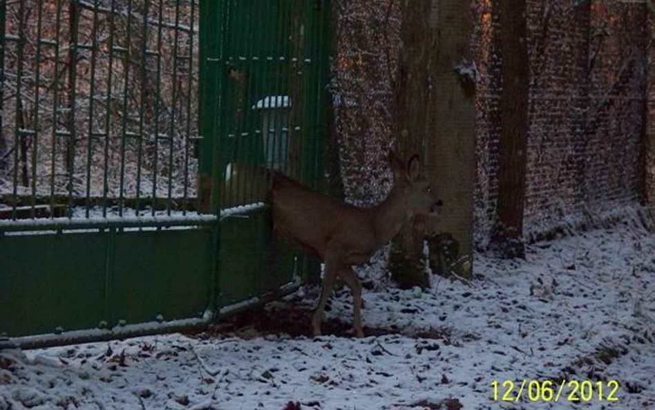 Leśnicy ratują zwierzęta z opresji