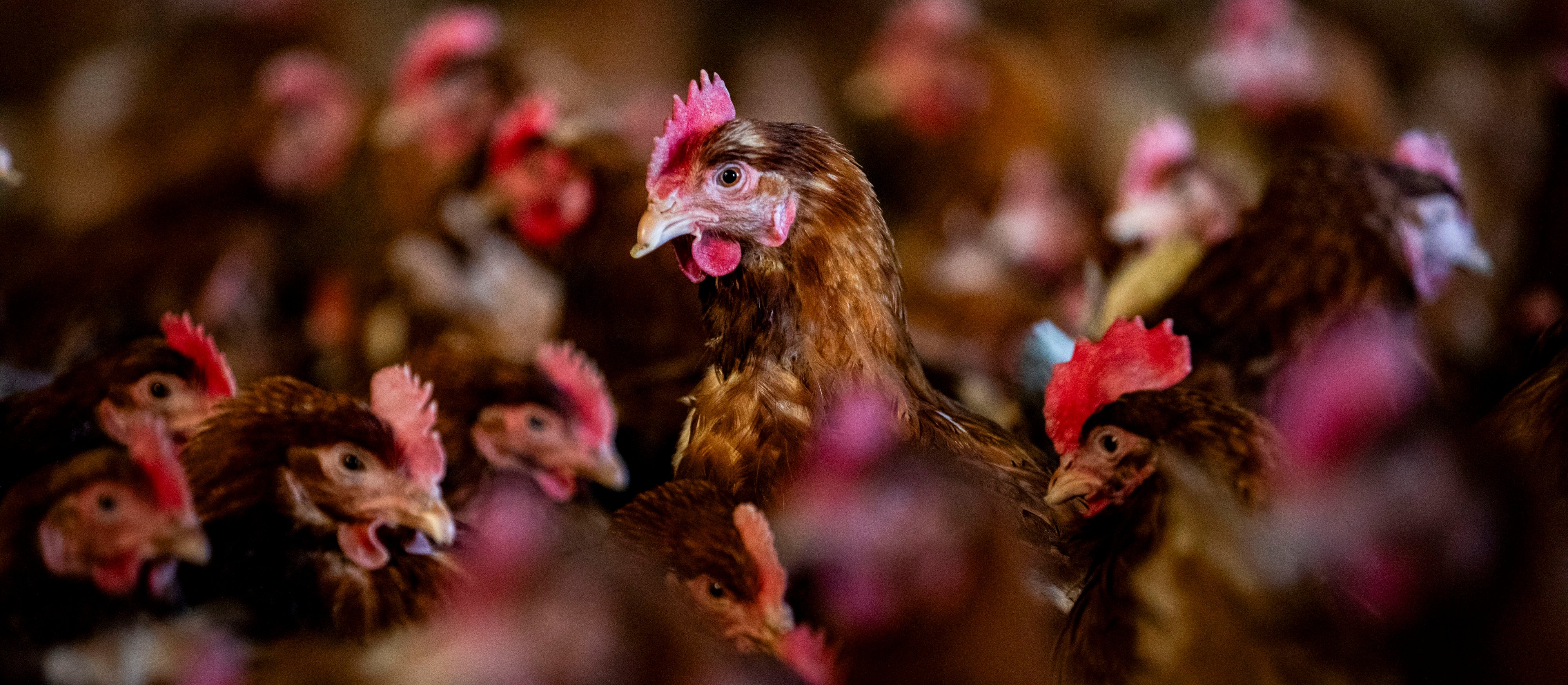 Epidemia ptasiej grypy gwałtownie rozprzestrzenia się w Niemczech