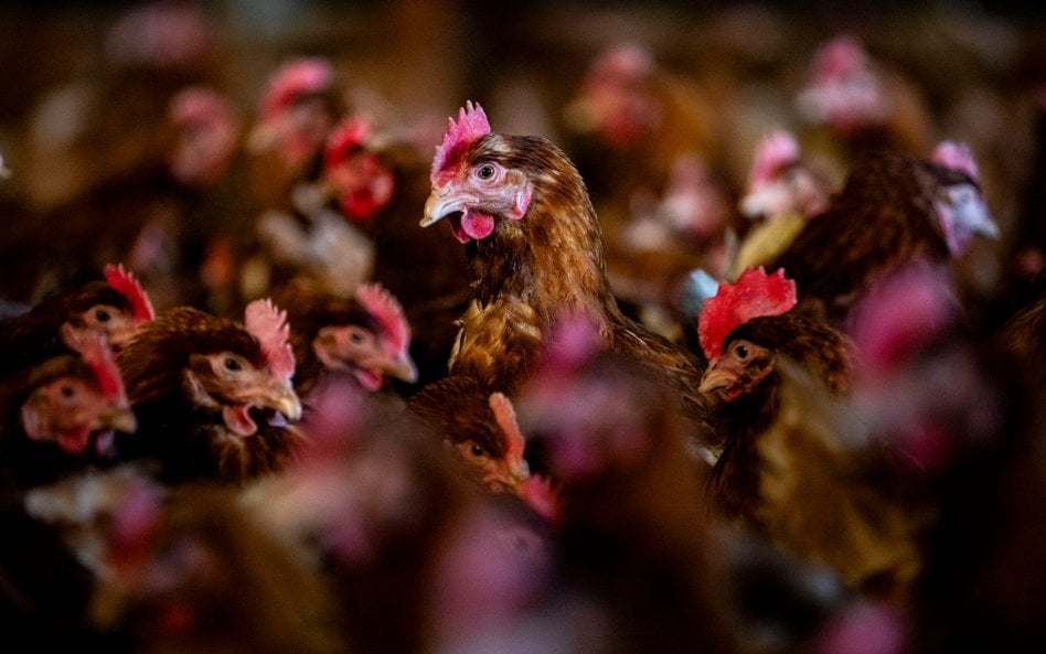Ptasia grypa w Niemczech niebezpiecznie się rozprzestrzenia