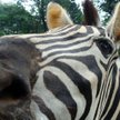 Bali Safari Park: obiad z lwami i głaskanie białych tygrysów