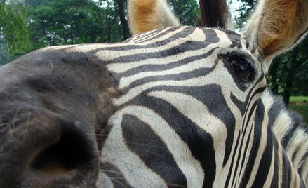 Bali Safari Park: obiad z lwami i głaskanie białych tygrysów