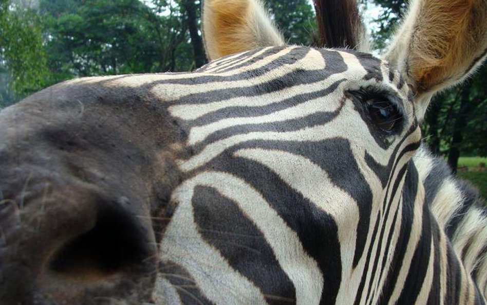 Bali Safari Park: obiad z lwami i głaskanie białych tygrysów