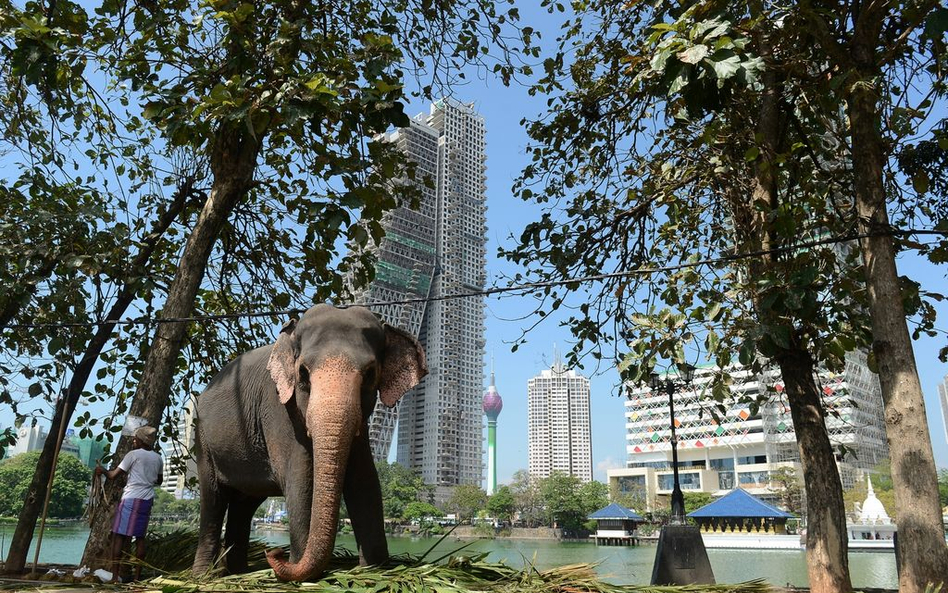 Sri Lanka: Stan wyjątkowy - buddyści biją się z muzułmanami