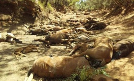 Australia: Upał zabija dziesiątki dzikich koni