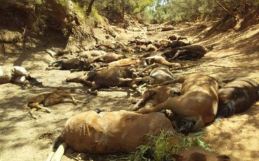 Australia: Upał zabija dziesiątki dzikich koni