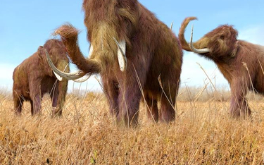 Neandertalczycy specjalizowali się w polowaniu na wielkich roślinożerców — mamuty i nosorożce włocha
