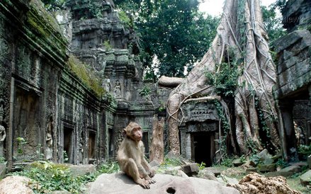 Figowiec pagodowy dławi w Ta Prohm morderczym uściskiem dzieło człowieka