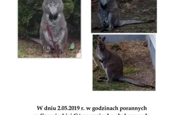 Kieleckie: Poszukiwania zaginionego kangurka
