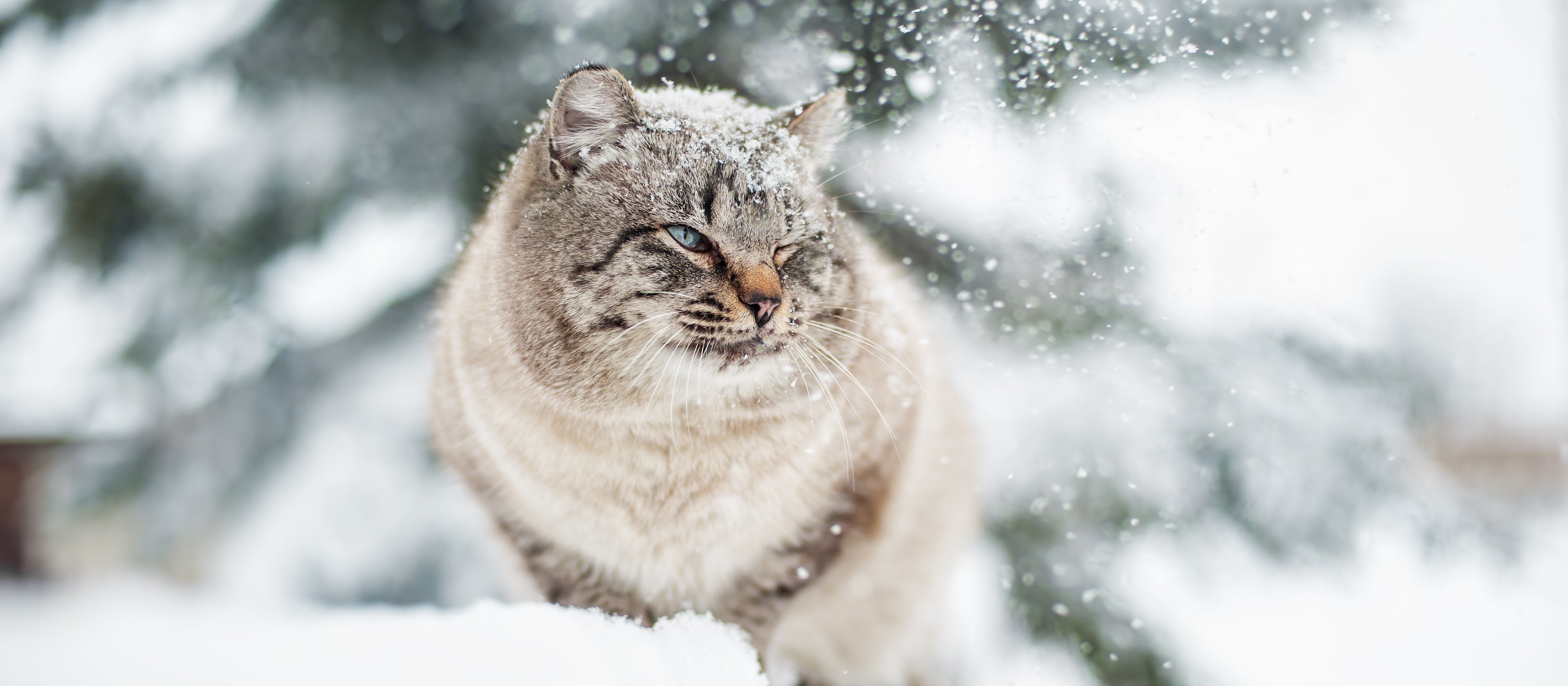 Zimowy apel do kierowców. „Sprawdź, czy pod maską nie ma kota”