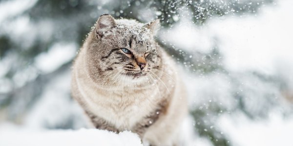 Zimowy apel do kierowców. „Sprawdź, czy pod maską nie ma kota”