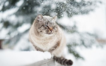 Koty, wyczuwając wyższą temperaturę, wskakują do komory silnika, szukając tam bezpiecznej kryjówki.