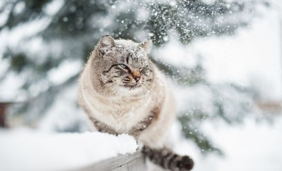 Koty, wyczuwając wyższą temperaturę, wskakują do komory silnika, szukając tam bezpiecznej kryjówki.