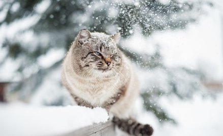 Koty, wyczuwając wyższą temperaturę, wskakują do komory silnika, szukając tam bezpiecznej kryjówki.