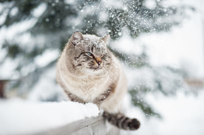 Koty, wyczuwając wyższą temperaturę, wskakują do komory silnika, szukając tam bezpiecznej kryjówki.