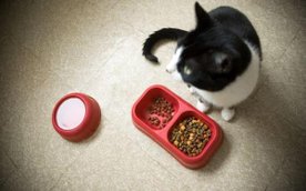 Warszawa zapewnia karmę dla kotów wolno żyjących