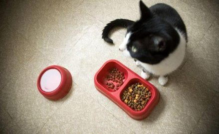 Ponad 560 mln euro, czyli około 2,3 mld zł, wydadzą Polacy na karmę dla zwierząt w 2015 roku.